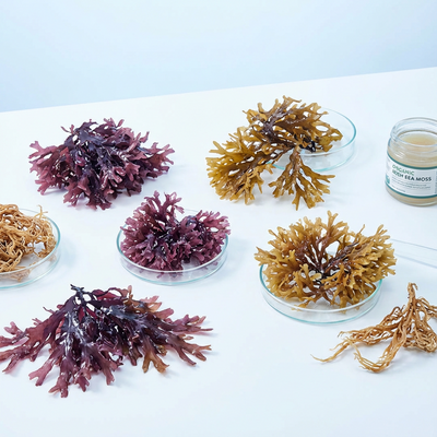 Sea Moss